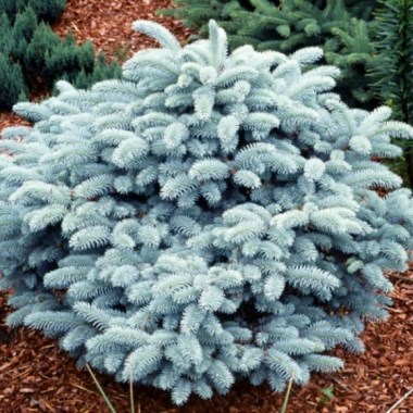 Picea-pungens-Glauca-Globosa-Compacta (1)